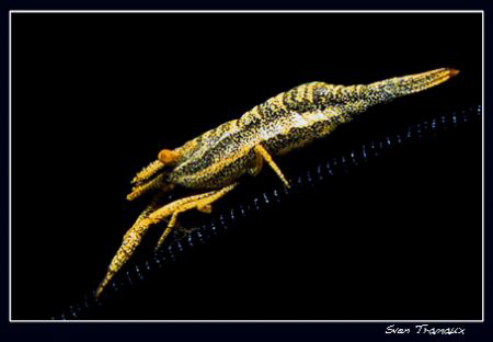 Crinoid shrimp by Sven Tramaux 