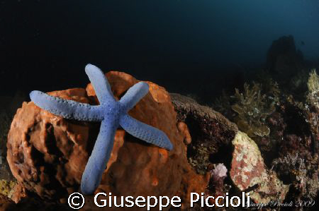 Blue star by Giuseppe Piccioli 