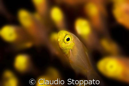 glass fish by Claudio Stoppato 