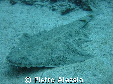 Angel shark in the waters of Tenerife island. by Pietro Alessio 