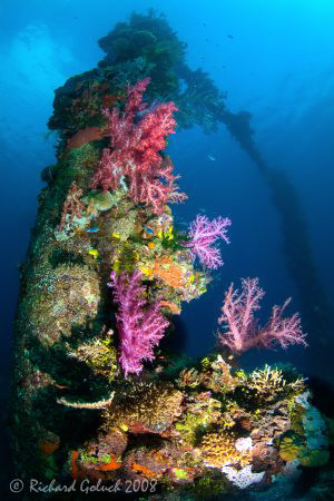 Sankisan Maru-coral on the mast-Chuuk Lagoon by Richard Goluch 