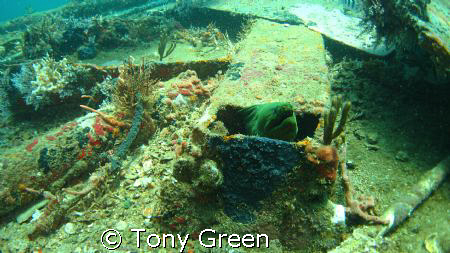 A Green Moray appeared from this Girder on a Local wreck ... by Tony Green 