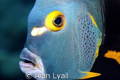 French angelfish - Bonaire by Alan Lyall 