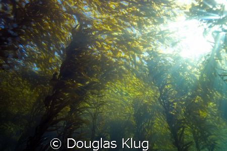 Canopy.  The kelp forest canopy on a clear day at Anacapa... by Douglas Klug 