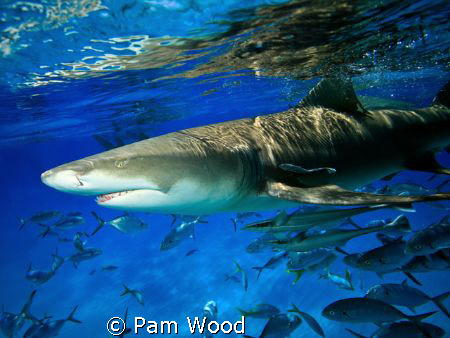 Lemon Shark shot at Tiger Beach near Grand Bahamas by Pam Wood 