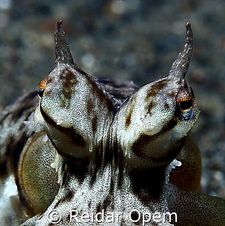 The characteristic eyes of a mimic octopus by Reidar Opem 
