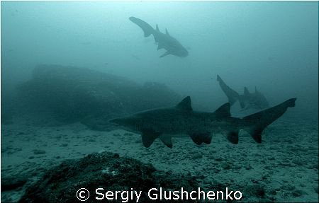 Sharks sliping by Sergiy Glushchenko 
