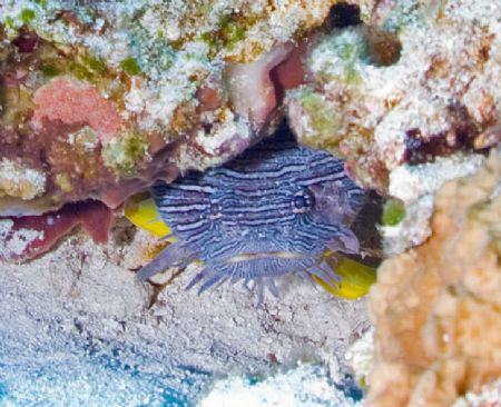 Spendid Toadfish indeginous to Cozumel by Ron Monaco 