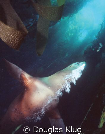 Sea Lion Pass.  An old capture from 1996 using my Nikonos... by Douglas Klug 