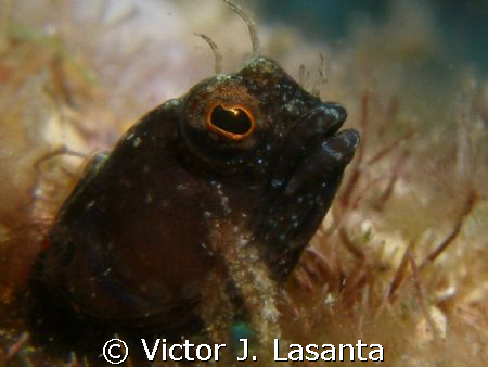 sailfin blenny in the forest dive site at parguera area,P... by Victor J. Lasanta 