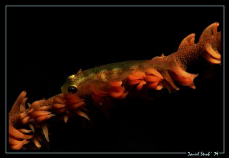 Whipcoral-gobie during a night dive in Alona. Great fun, ... by Daniel Strub 