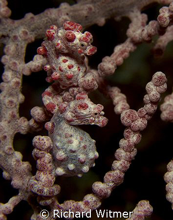 Stacked.  Pygmy Seahorse (Hippocampus bargibanti). Canon ... by Richard Witmer 