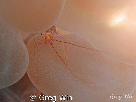 Bubble Coral Shrimp taken with Canon Powershot 710is by Greg Win 