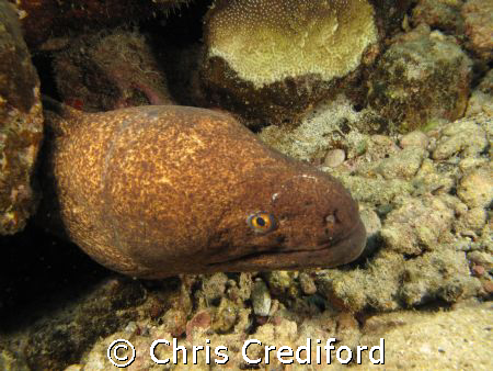 Yellow margin moray eel.  Molokini, Maui, HI.  Canon G10 ... by Chris Crediford 