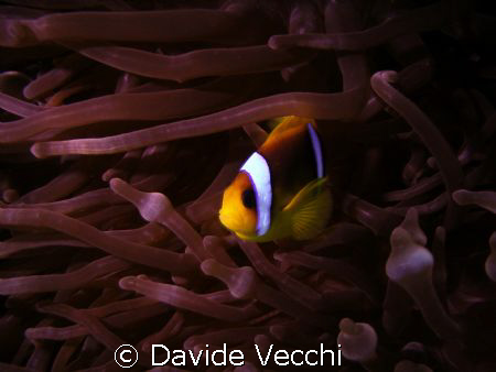 Clown fish with Coolpix s3 in WP-CP5 and G-Flash Sunpak by Davide Vecchi 