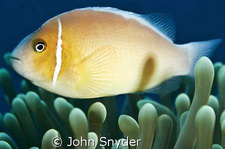 Close up Clown Fish - Chuuk by John Snyder 