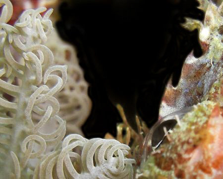 look closely, the scorpion fish's eye on the coral! Caio ... by Andrew Macleod 