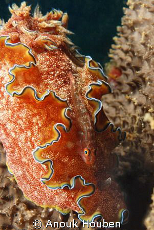 A goby blends in perfectly with the nudibranch, Chromodor... by Anouk Houben 