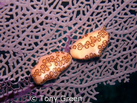 I saw this Flamingo Toungue Snail on some coral. by Tony Green 