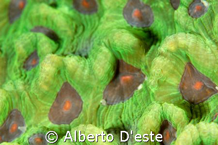 Hard coral - Nikon D70S, 105 macro - DS160 by Alberto D'este 