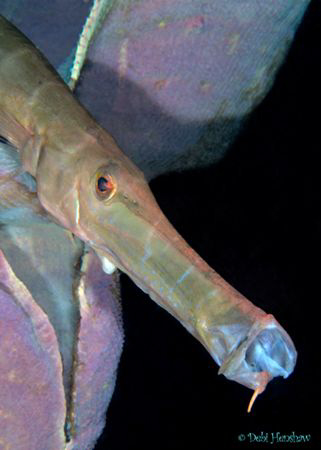 "SLURP"  The playful Trumpetfish posing again :o) by Debi Henshaw 