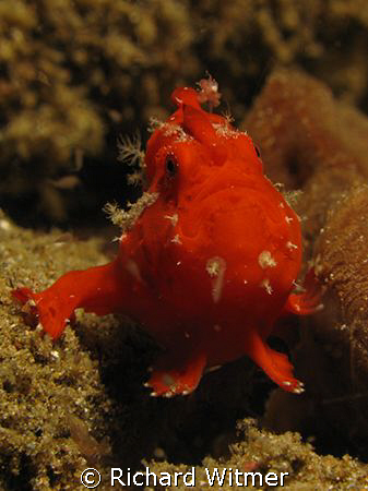 Red frogfish.  Anilao, Philippines.  Canon G9/Ikelite DS ... by Richard Witmer 