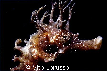 Fishs - Hippocampus guttulatus by Vito Lorusso 