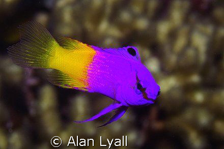 Fairy basslet by Alan Lyall 