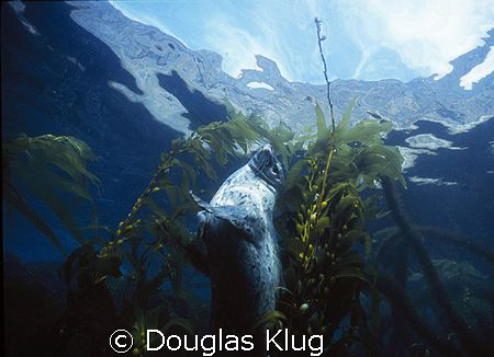 Surfacing Seal.  A harbor seal dances in the clear, shall... by Douglas Klug 