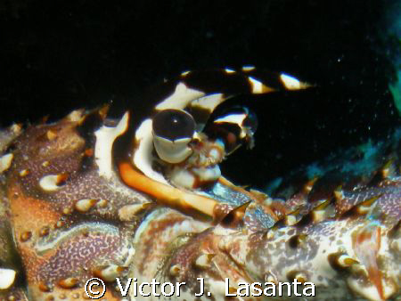 close up -- spine lobster at los arcos dive site in pargu... by Victor J. Lasanta 