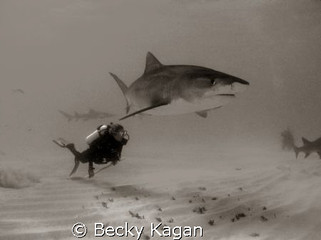 Swimming with Danger! A friend swims alongside a large 12... by Becky Kagan 
