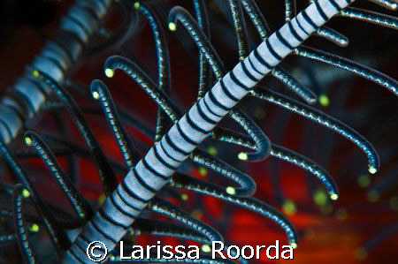 Crinoid abstract by Larissa Roorda 