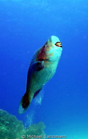 I feel pretty, Oh, so pretty!
Supermale parrot fish.  Ca... by Michael Canzoniero 