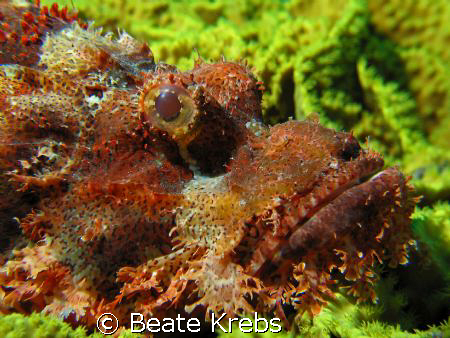 Scorpion fish, taken with Canon S70 and CloseUp Lens by Beate Krebs 