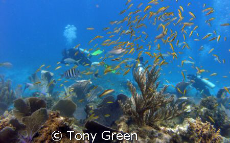 Diving on  coral gardens twatching my dive buddy check hi... by Tony Green 
