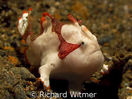 Frogfish.  Anilao, Philippines.  G9/Ikelite DS160/UCL 165. by Richard Witmer 