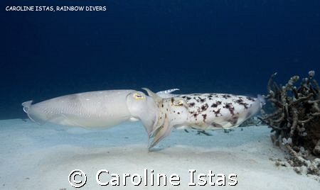 Cuttlefish mating. by Caroline Istas 