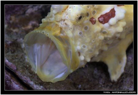 Smal fish big mouth............ Fuji S5 pro/!05 VR

 by Yves Antoniazzo 