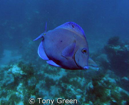 A Blue Tang on a Night Dive in Samana , Dominican Republic. by Tony Green 
