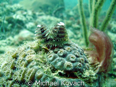 Chritmas tree worms on coral on the reef at the Pelican G... by Michael Kovach 