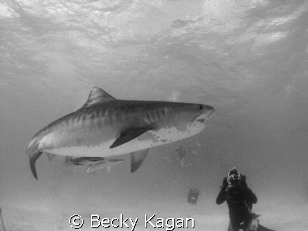 Getting the shot! A beautiful female tiger shark swims by... by Becky Kagan 