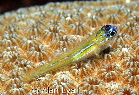Peppermint goby by Alan Lyall 