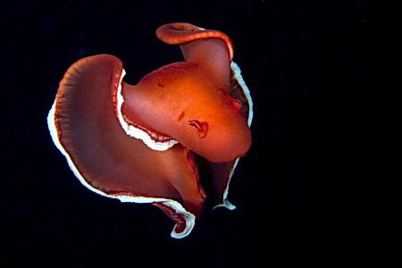 taken in night dive in Shagra with Canon EOS 5D and macro... by Miro Polensek 
