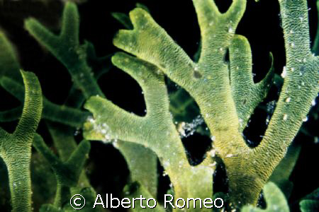 Dictyota dichotoma  vivid green  alga to about some cm ta... by Alberto Romeo 