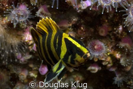 Tiny and Bright.  A two inch juvenile treefish shows its ... by Douglas Klug 