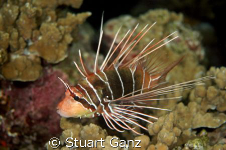 Lion fish. Taken at night with Canon 20D w/60 mm macro. by Stuart Ganz 