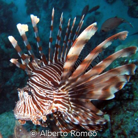 Pterois volitans. THIS PORTRAIT OF A RED LIONFISCH  IS SH... by Alberto Romeo 