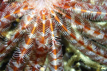 Feather Star by Ron Monaco 