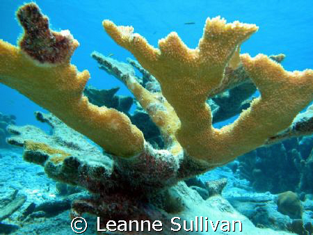 Elkhorn Coral in Bonaire by Leanne Sullivan 