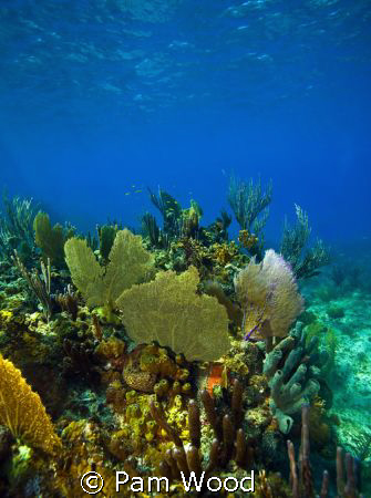 The beautiful Coral Sea Garden in Bimini, Bahamas. by Pam Wood 